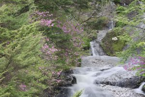 竜頭ノ滝に彩りを添えるトウゴクミツバツツジ