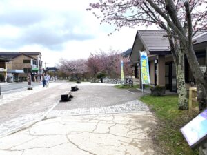 奥日光では５月より山桜が開花いたしました。