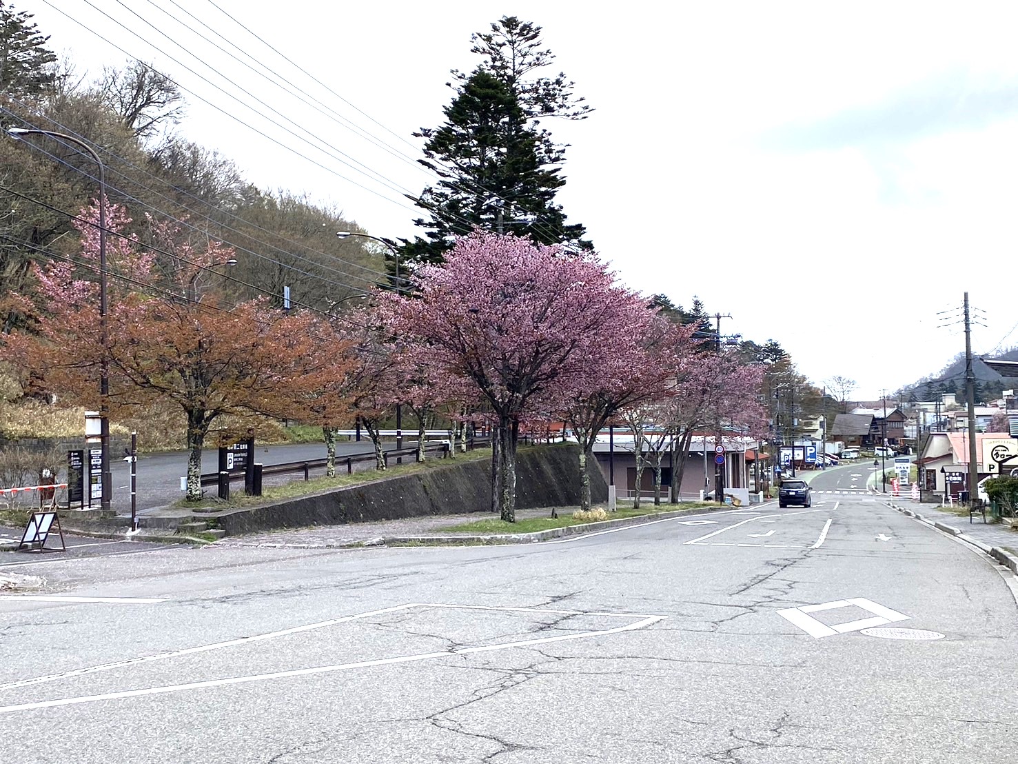 奥日光では５月より山桜が開花いたしました。